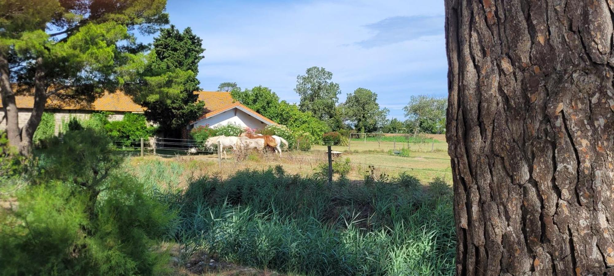 Mas Du Grand Peloux Hotel Port-Saint-Louis-du-Rhone Ngoại thất bức ảnh